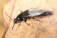 Philonthus asper thumbnail 2
