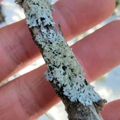 Salted Starburst Lichen thumbnail 2