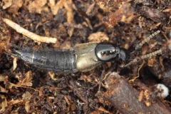 Philonthus carbonarius thumbnail 3