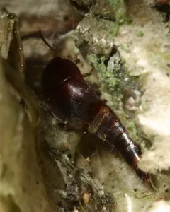 Sepedophilus marshami thumbnail 2