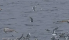 Aleutian Tern thumbnail 2