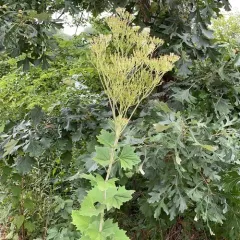 pale Indian plantain thumbnail 3