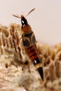 Lordithon kelleyi thumbnail 2