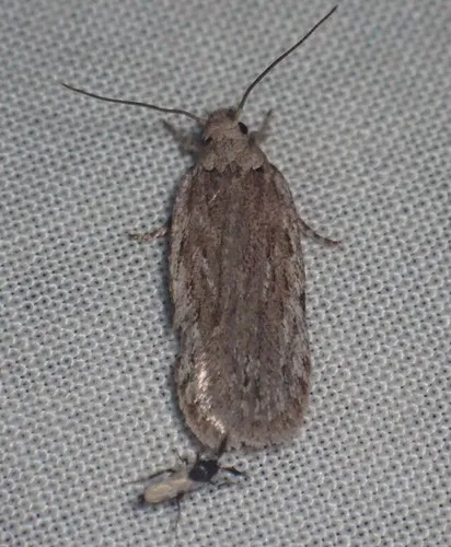 Depressaria cinereocostella