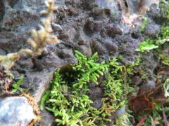 Bolander's claopodium moss thumbnail 4