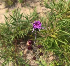 New England blazing star thumbnail 3