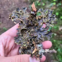 Pseudocyphellaria hawaiiensis thumbnail 2
