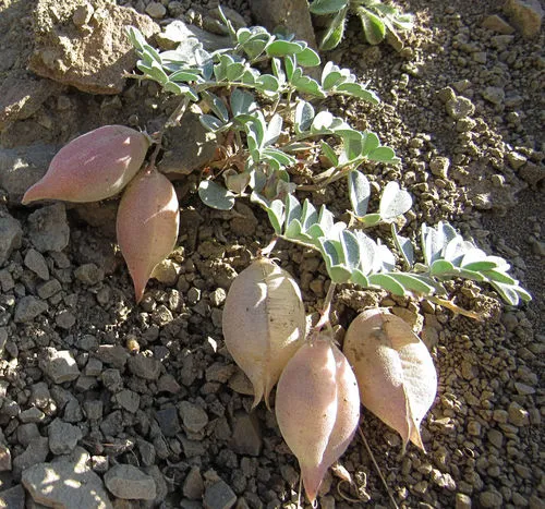 Challis Milkvetch