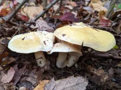 Tricholoma sulphurescens thumbnail 3