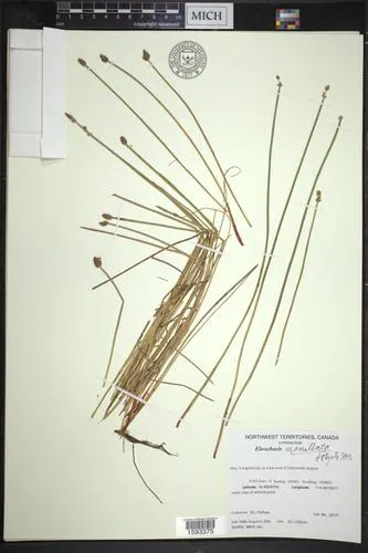 Soft-stem Spikerush