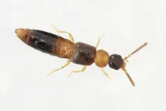 Atheta pennsylvanica thumbnail 3