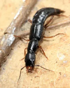Belted Tomcat Rove Beetle thumbnail 2