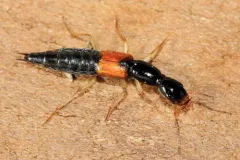 Homaeotarsus cribratus thumbnail 3