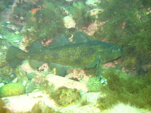 Greenland Cod