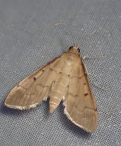 Southern Beet Webworm Moth thumbnail 3