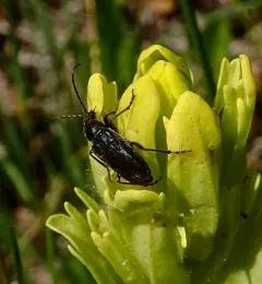 Brachysomida californica thumbnail 3