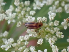 Mordellistena limbalis thumbnail 3