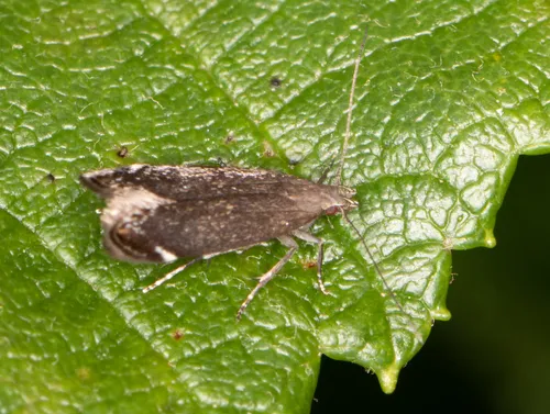 Untomia albistrigella