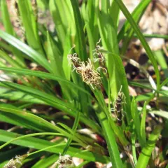 long-stalked sedge thumbnail 4