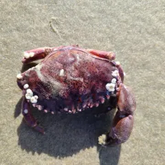 Pacific Rock Crab thumbnail 4