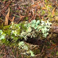 Salted Ruffle Lichen thumbnail 3