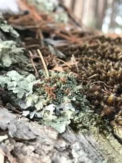Peg Lichen thumbnail 4
