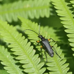 Schaum's Longhorn Beetle thumbnail 1