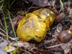 Tricholoma subluteum thumbnail 3