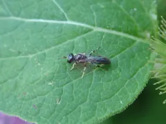 Rhopalum coarctatum thumbnail 2