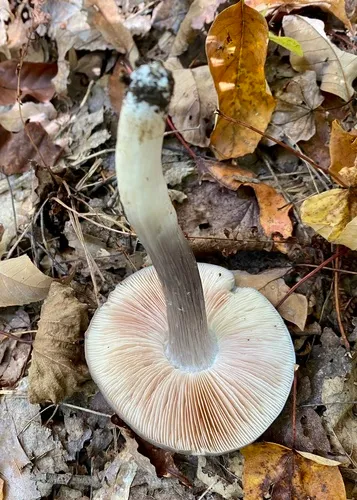 Bloxam's Entoloma