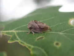 Cyrtolobus griseus thumbnail 3