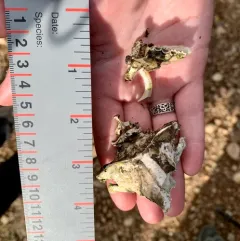Mountain Beaver thumbnail 2