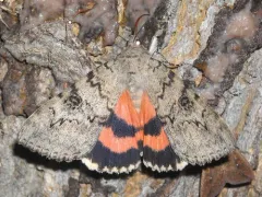 Luciana Underwing Moth thumbnail 3