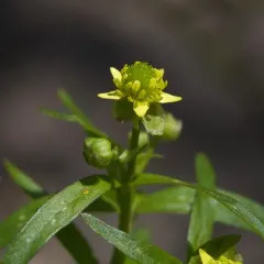 small-flowered buttercup thumbnail 5