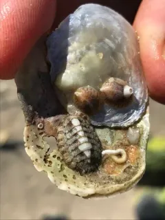 Eastern Beaded Chiton thumbnail 1
