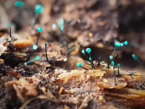 Teal Conifer-Pin