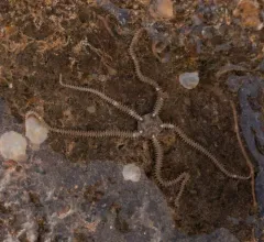 Dwarf Brittle Star thumbnail 2