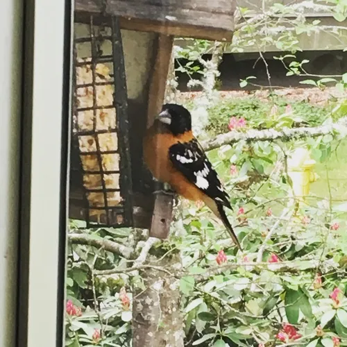 Black-headed Grosbeak