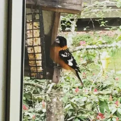 Black-headed Grosbeak thumbnail 1