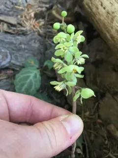 Cryptic wintergreen thumbnail 4