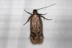 Gelechia albisparsella thumbnail 4