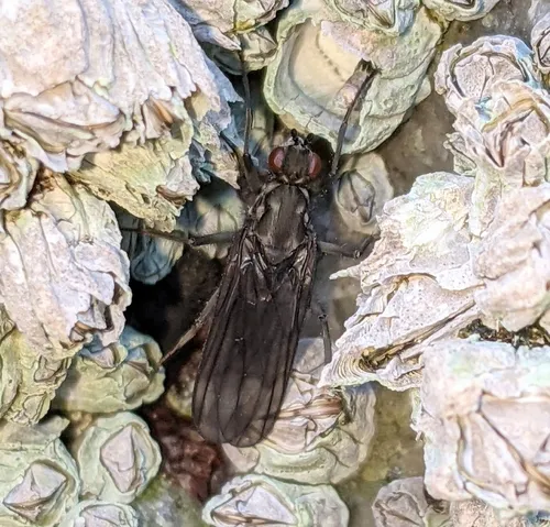 Oedoparena glauca