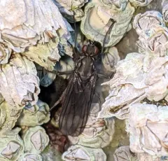 Oedoparena glauca thumbnail 1