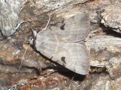 Married Underwing thumbnail 3