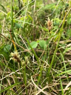 sanddune sedge thumbnail 1