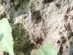 Ellis's Sweat Bee thumbnail 2