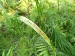 Cerodontha scirpivora thumbnail 1