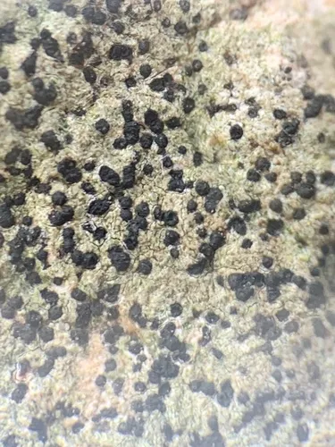 Acrocordia conoidea