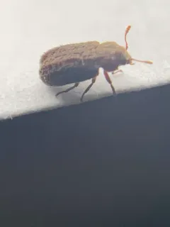 Endecatomus rugosus thumbnail 2
