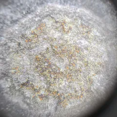 Sulphur Firedot thumbnail 1